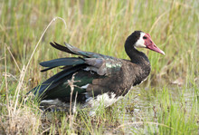 Africa  Botswana Wildlife Birds Spur Winged Goose