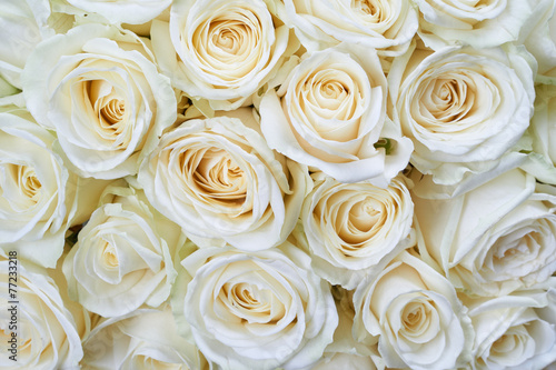 Naklejka dekoracyjna White roses background