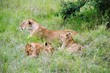 Löwin mit Jungtieren  - Masai Mara - Kenia