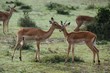 Springböcke Paar - Antilope - Masai Mara - Kenia