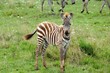 Zebrababy in der Masai Mara - Kenia