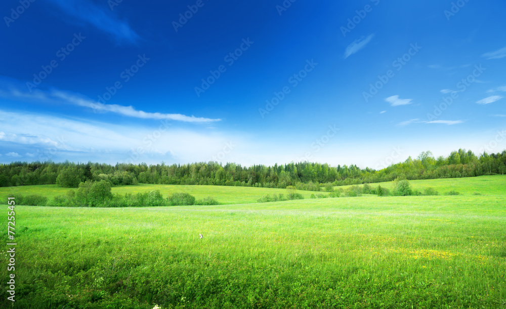 field of grass and perfect sky
