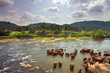 Herd of elephants bathing