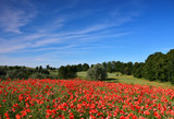 Fototapeta Las - field of red poppy flowers