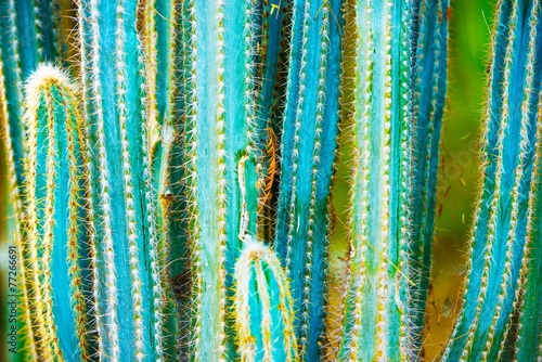 Leinwand Poster  Cactus Specie