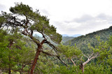 Fototapeta Do pokoju - Pine on the background of Eagle Rock