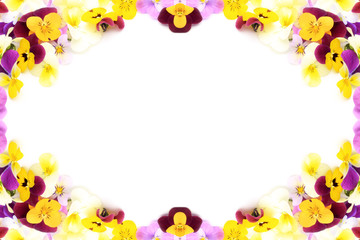 Wall Mural - frame of the pansy