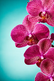 Fototapeta Storczyk - Orchid flowers