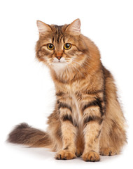 Siberian cat