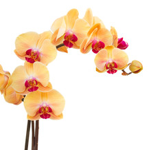 Orange  Orchid Branch