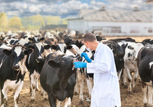 Veterinarian At  Farm Cattle