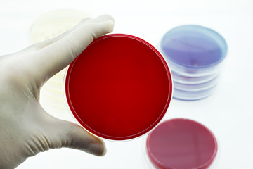 Wall Mural - hand lab doctor holding petri dish in white background