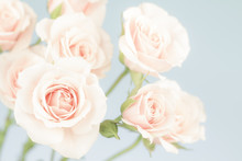 Pastel Pink Roses, Muted Colors