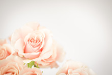 Peach Rose Cluster  With Vignette