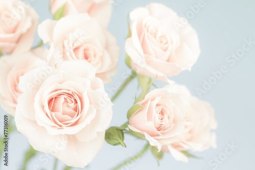Cuadros en Lienzo Rosas de color rosa pastel, colores apagados