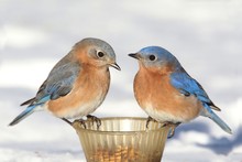 Pair Of Bluebirds On A Feeder With Snow
