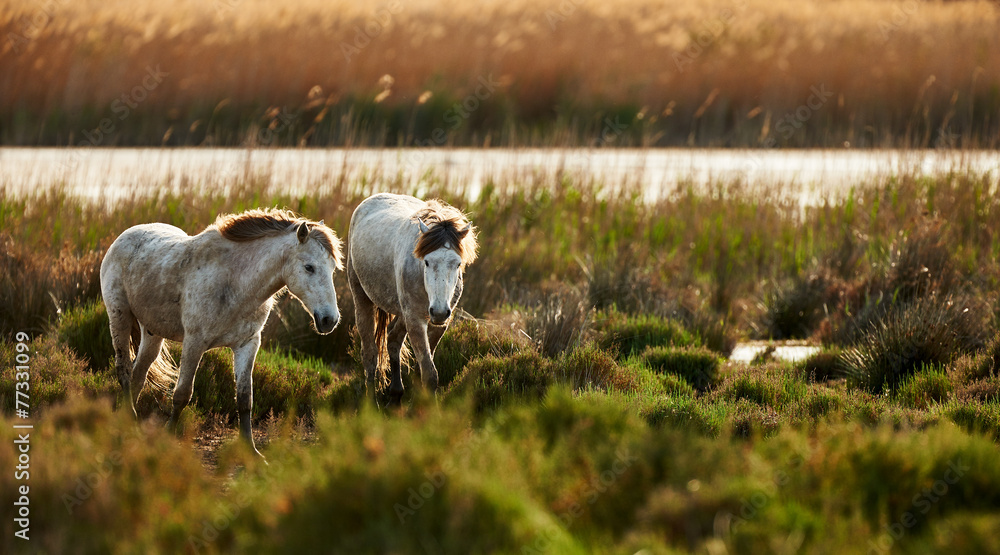 Two young white horses of Camargue - obrazy, fototapety, plakaty 