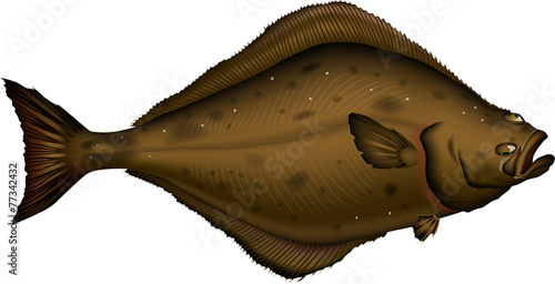 カレイ オヒョウ Stock Vector Adobe Stock カレイ オヒョウ Stock Vector Adobe Stock