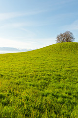 Wall Mural - Meadow