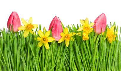 Canvas Print - spring tulip and narcissus flowers in green grass with water dro
