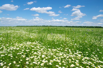 field of camomiles