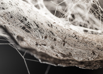 Wall Mural - abstract background old spider webs