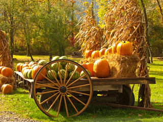 autumn harvest