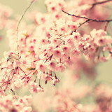 Vintage cherry blossoms in spring