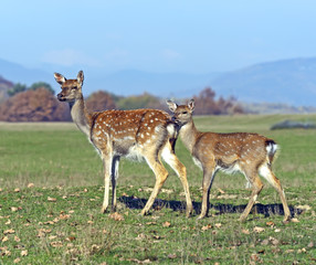 Poster - Spotted deer