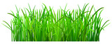 Fototapeta Panele - Green grass