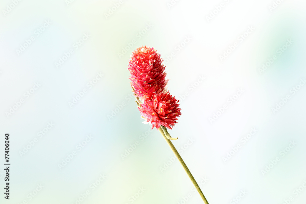 Beautiful dried flowers on bright background