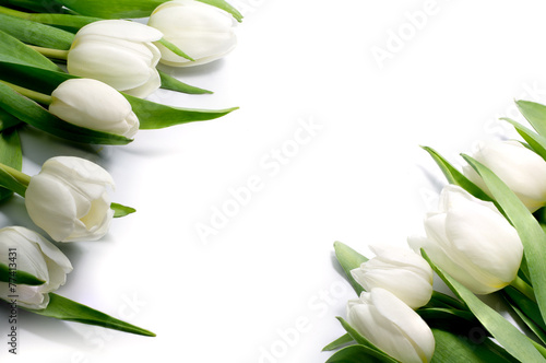 Dekoracja na wymiar  biale-tulipany-w-dwoch-rogach-na-bialym-tle