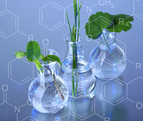 Plants in test tubes, on blue background