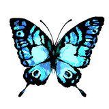 Fototapeta Motyle - butterfly444