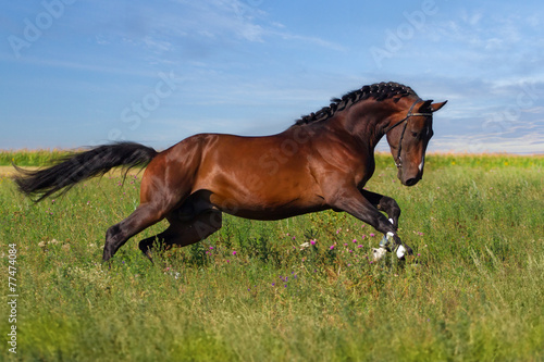 Fototapeta na wymiar Beautiful bay stallion run on the measow