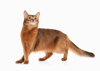 Wall Mural - Cat. Somali cat ruddy color on white bakcground