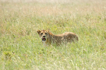 Wall Mural - Lioness in the grass