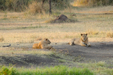 Wall Mural - Pride of young male lions