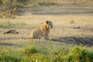 Wall Mural - Young male lion resting