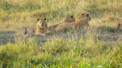 Wall Mural - Pride of young male lions