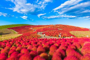 Red Kochia hill and the blue sky