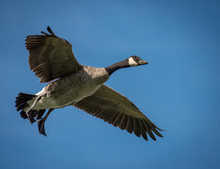 Canada Goose Sets Its Wings For Landing
