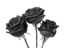 Black Rose On White Background