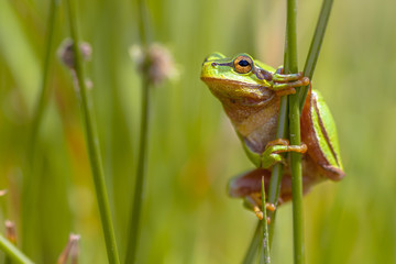 Canvas Print - Climbing Green European tree frog en profile