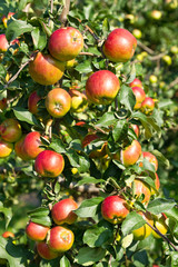 Ripe red apples