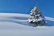 canvas print picture - Tännlein im Schnee