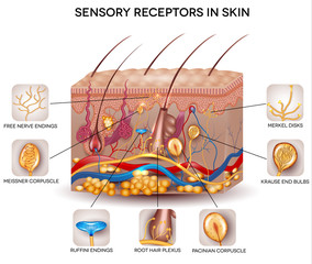 Canvas Print - Sensory receptors in the skin