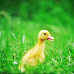 Wall Mural - duckling on green grass