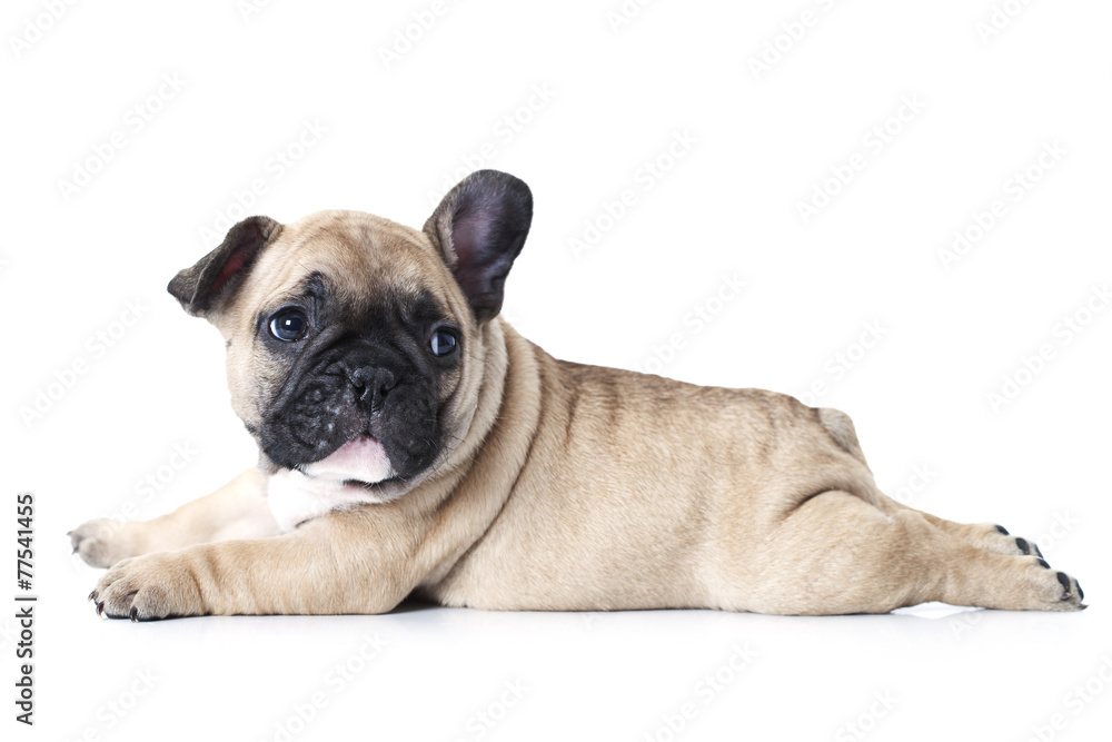 French bulldog puppy lying on white background - obrazy, fototapety, plakaty 