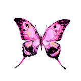 Fototapeta Motyle - butterfly
